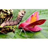 Small Elephant Hawk porcellus pupae Small Elephant Hawk porcellus pupae